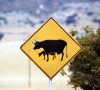 Betail1 Btail - Arizona - USA