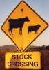 Betail6 Btail - Queensland - Australie (vache + mouton)