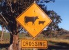 Betail7 Btail - Queensland - Australie (2 vaches)
