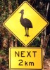 Casoar2 Casoar - Queensland - Australie
