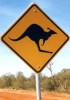 Kangourou1 Kangourou - Australie