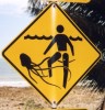 Meduse Mduse mortelle - Cte est - Australie