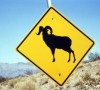 Mouflon Mouflon - Nevada - USA