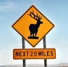 cerf1 Wapiti - Nevada - USA
