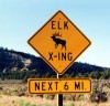 cerf2 Wapiti - Arizona - USA