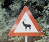 cerf4 Cerf - Danemark