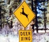 cerf5 Cerf - Californie - USA