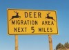 cerf6 Cerf - Nevada - USA