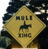 cheval4 Mule - Arizona - USA