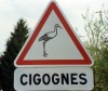 cigogne Cigogne - Alsace - France